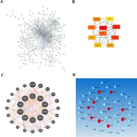 A Protein Interaction Network Of Common Differentially Expressed Mrnas