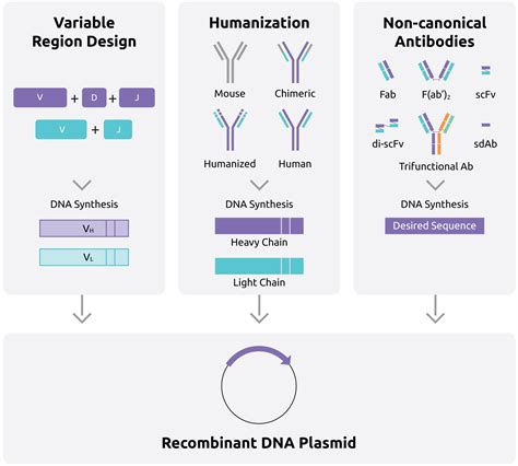 Genewiz From Azenta Antibody Dna Synthesis