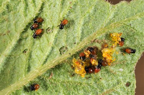 Who Let the Bugs Out? | Purdue | entomology | insect | collect