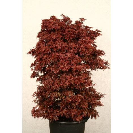 Acero Rosso Giapponese Acer Palmatum Shaina Pianta In Vaso 20 Cm