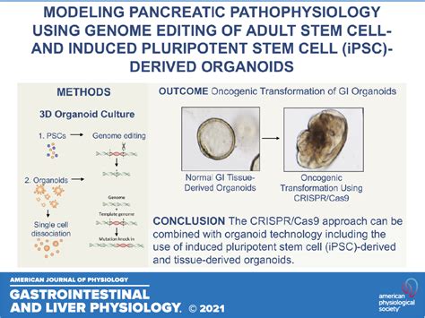 Modeling Pancreatic Pathophysiology Using Genome Editing Of Adult Stem