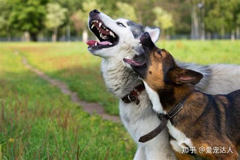 狗子忽然“学狼叫”，有这几个含义！ 知乎