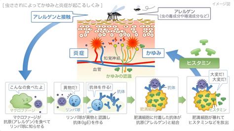 当院で扱う皮膚疾患・肌トラブルについて｜女医の巣鴨千石皮ふ科