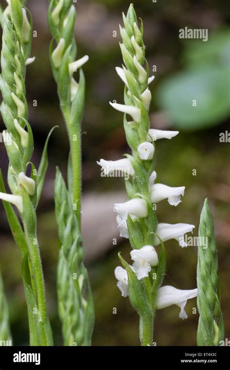 Autumn Blooms Of The Fragrant Ladies Tresses Orchid Spiranthes Cernua