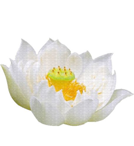 Lotus Lotus White India Flower Water Lily Free Png Picmix