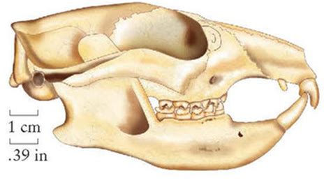 Lab 7 Primate Evolution Anth 161 Introduction To Biological Anthropology