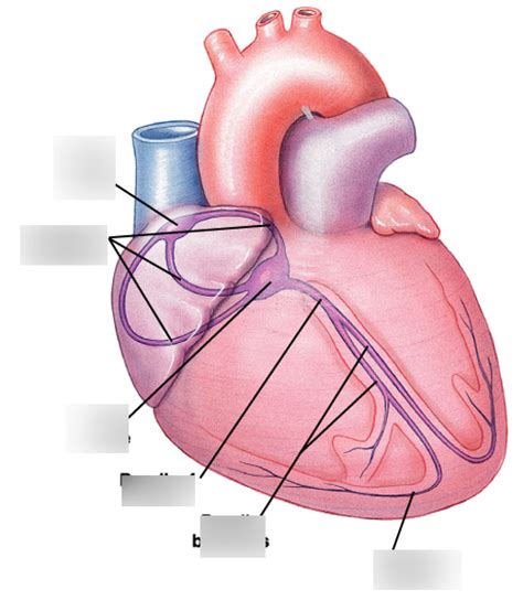 Conduction System Of Heart Diagram Quizlet