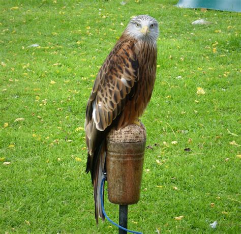 Trauerkraut On Twitter My Today S Birdsofprey Are Red Kites