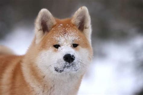 An Exclusive List of Top 150+ Akita Dog Names 2022