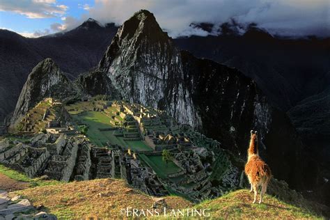 Llama Overlooking Machu Picchu Peru ωнιмѕу ѕαη∂у Frans Lanting