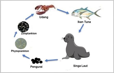 Rantai Makanan Ekosistem Laut Beserta Gambar dan Penjelasannya – Blog ...