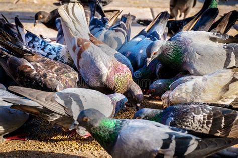 Ferral Pigeons Feeding Frenzy Stock Photo Image Of City Group 156680650