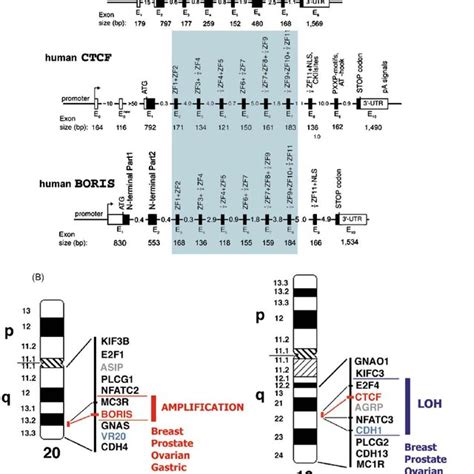 Schematic Representation Of Boris And Ctcf Expression Patterns In Download Scientific Diagram