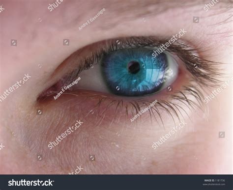 Sapphire Blue Eyes Stock Photo 1181736 Shutterstock