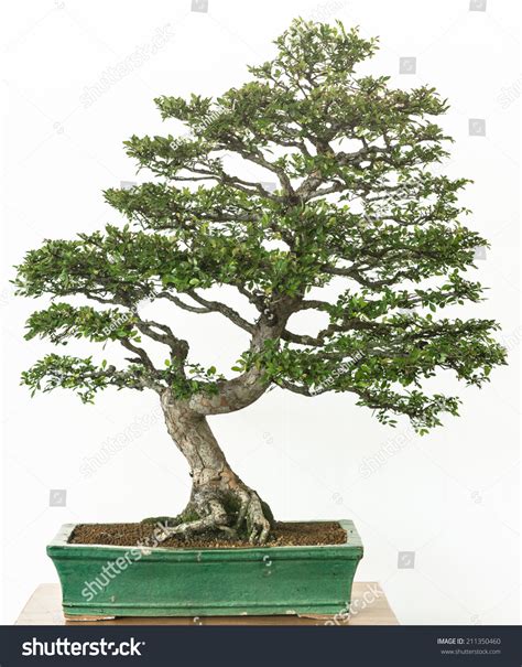 Flowering Shrubby Cinquefoil Potentilla Fruticosa Bonsai Stock Photo