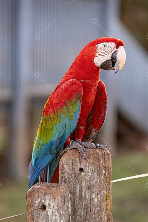 Arara vermelha e verde adulta da espécie Ara chloropterus download