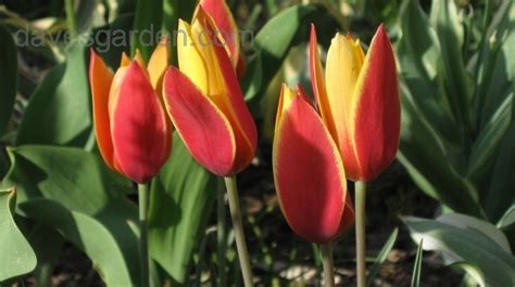 Species Tulip Tubergens Gem Tulipa Clusiana Var Chrysantha Bulbous Plants Showy Flowers