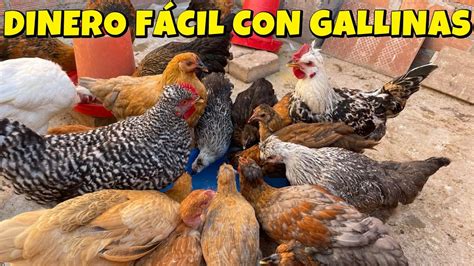 Cu Nto Dinero Se Puede Ganar Criando Gallinas Youtube