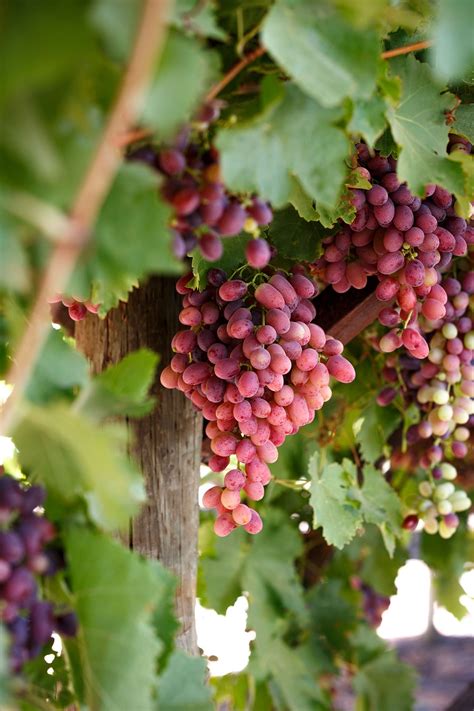 CRIMSON SEEDLESS - Australian Table Grape Association