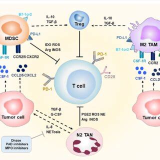 Tme Targeting Strategies To Treat B Cell Lymphoma Mdsc Tam M Tan