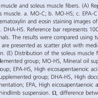 Cross Sectional Areas CSA Of The Soleus Muscle And Soleus Muscle