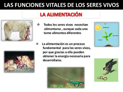 Funciones De Los Seres Vivos