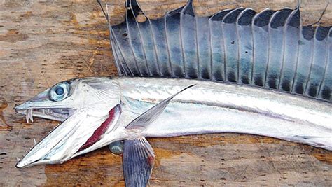 Lancetfish Habitat