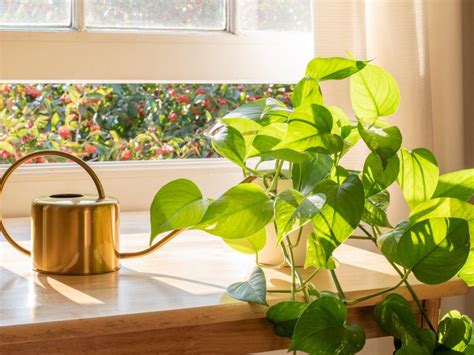 Pothos And Light: Learn About Pothos Lighting Requirements