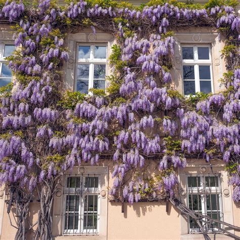 Piante da giardino rampicanti quello che cè da sapere e consigli