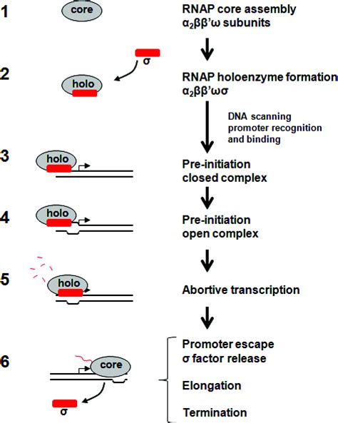 The Essential Activities Of The Bacterial Sigma Factor