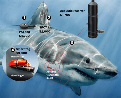 Heres Why There Are So Many Great White Sharks In Southern California