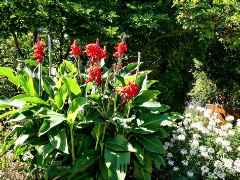 Canna Indisches Blumenrohr Foto And Bild Natur Pflanzen Canna