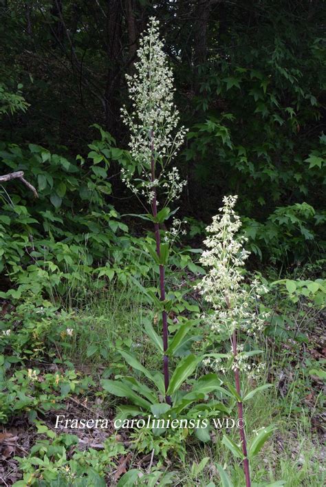 Frasera caroliniensis - American Colombo | Nursery Crop Extension Research