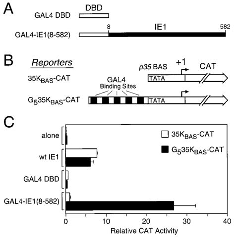 Gal4 Dependent Ie1 Transactivation A Structure Of Gal4 Ie1 8582 Download High