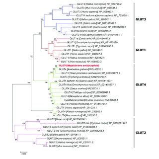 Phylogenetic Tree Of Known Vertebrate GLUT Protein Sequences A