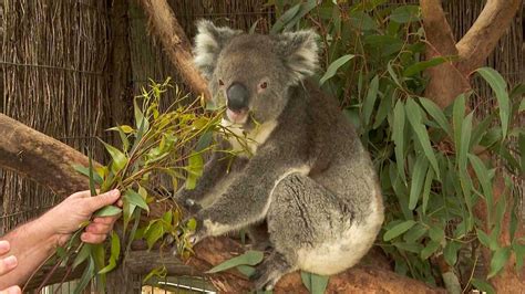 Iconic Australian Animals Threatened As Climate Crisis Intensifies