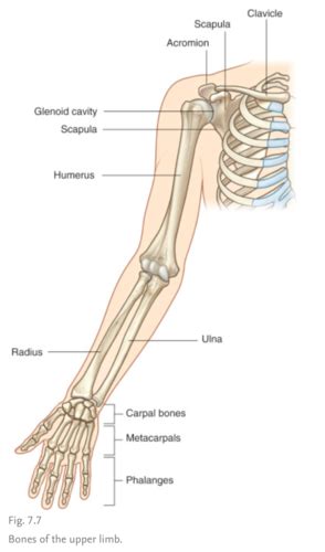 Component Parts Bones And Joints Flashcards Quizlet