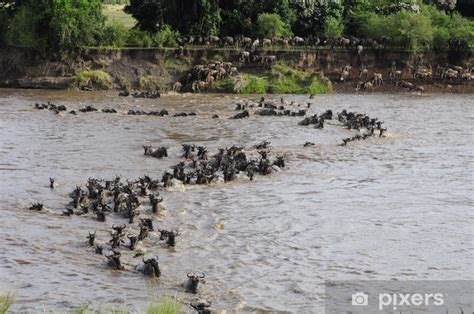 Fotomural La Gran Migraci N Pixers Es