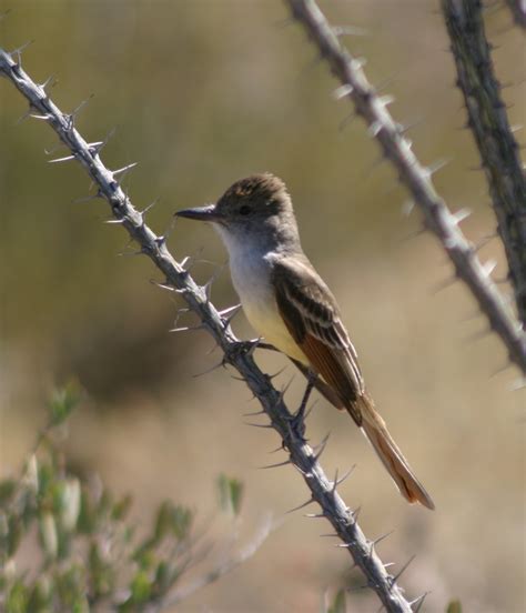 Brown Crested Flycatcher Deset Museum Tucson Az 2004 0 Flickr