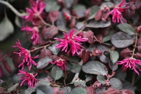 9 Cherry Blast Loropetalum KatrionaReagan