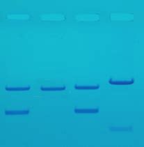 Gel Electrophoresis Lab - biology with mrs. h
