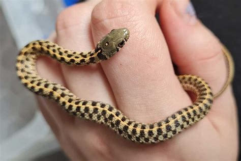 11 Garter Snake Color Morphs With Pictures