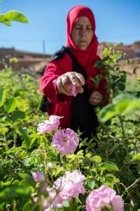 Vallée des Roses Maroc Ouarzazate city