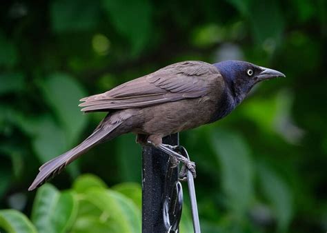 Common Grackle: Field Guide, Pictures, Habitat & Info - Optics Mag