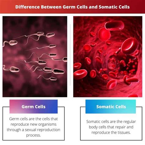 Germ Cells Vs Somatic Cells Difference And Comparison