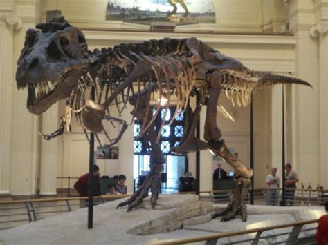 Field Museum of Natural History - Chicago, Illinois | natural history ...