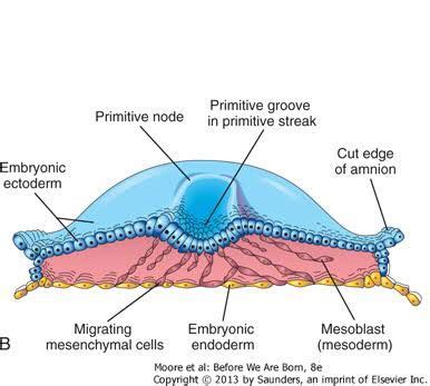 Notes On General Embryology Gastrulation Week Of Development