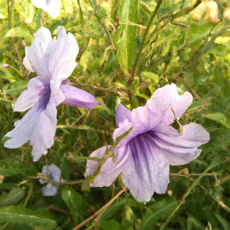 Sadziec purpurowy pielęgnacja i uprawa Kiedy kwitnie Eupatorium