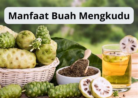 Buah Mengkudu Untuk Penambah Stamina Cara Mengolah Hingga Manfat Bagi