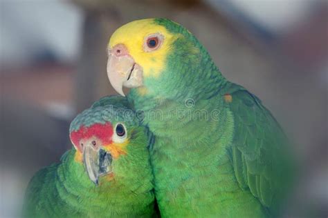 Parrot Love Birds stock photo. Image of feathers, domestic - 481978